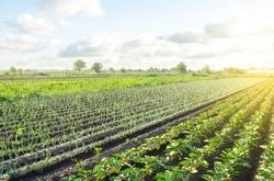 Crops In An Agribusiness